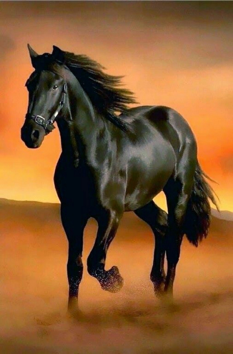 Мустанг лошадь черный