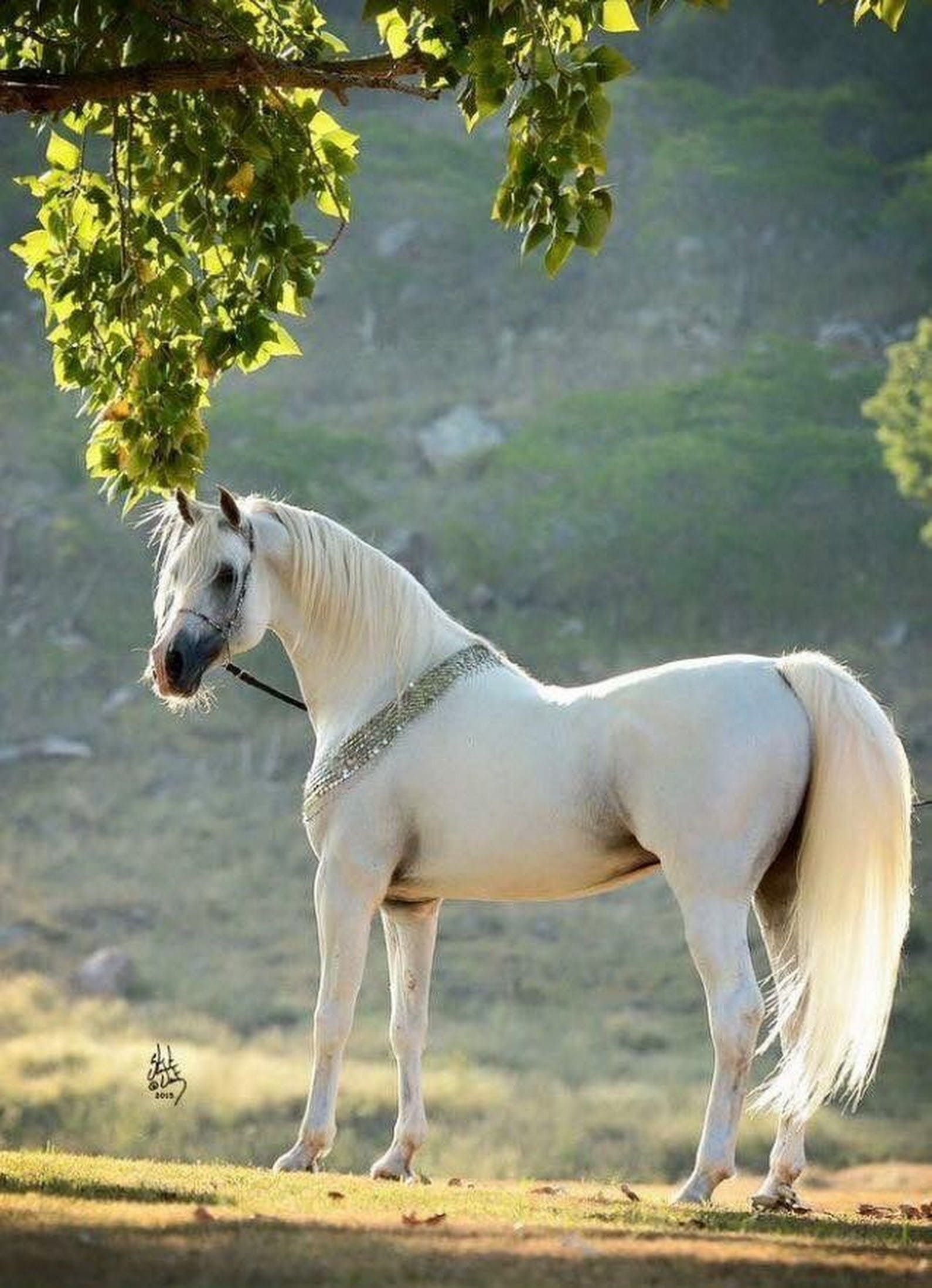 Порода лошади арабская Мустанг