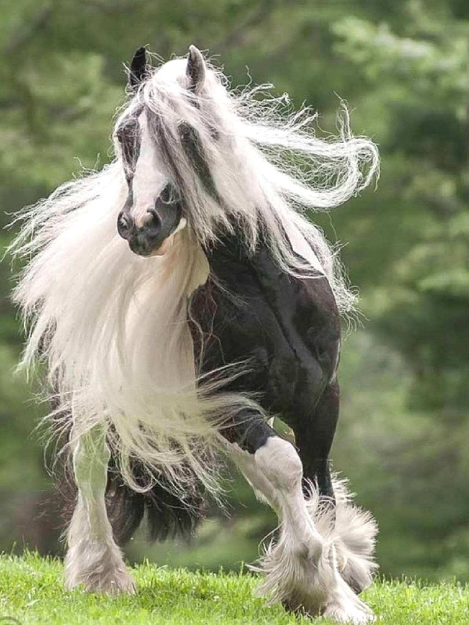 Gypsy Vanner лошадь