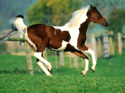 horse 142