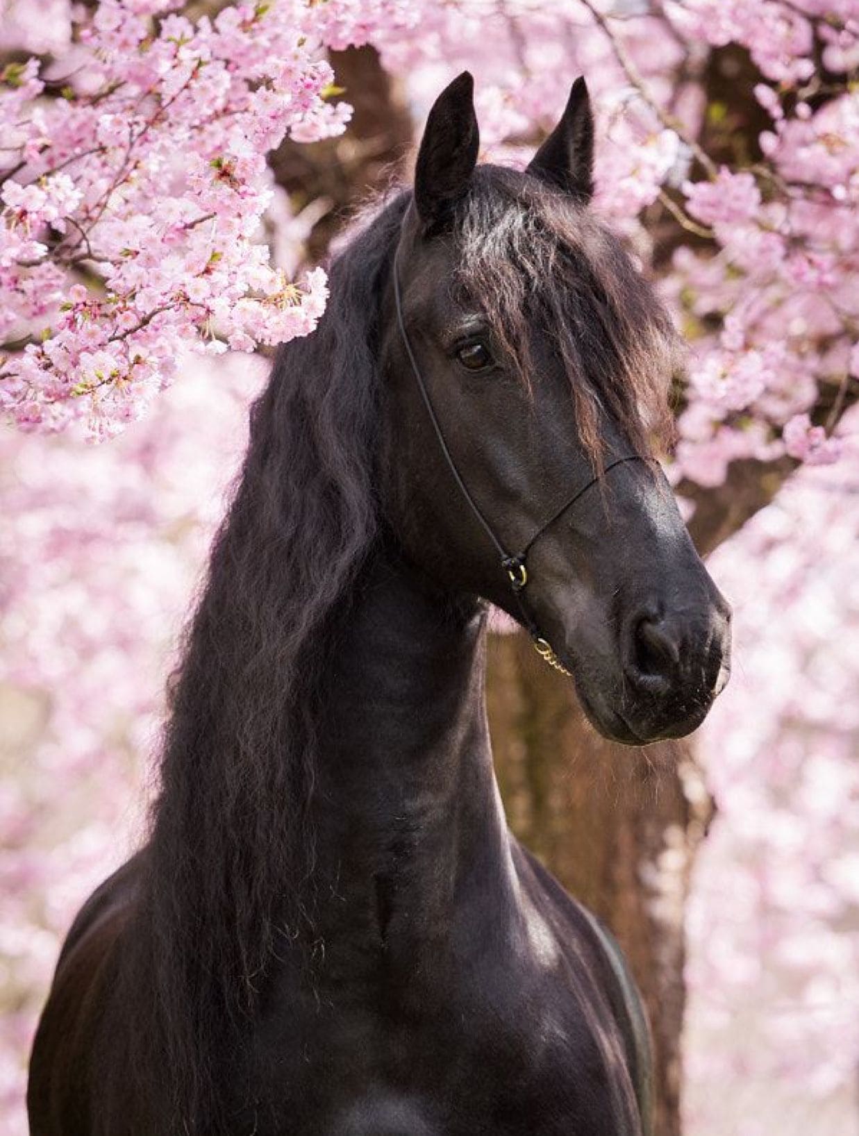 Картинки хороших лошадей. Кладрубская лошадь. Фризская лошадь. Красивый конь. Красивые лошадки.