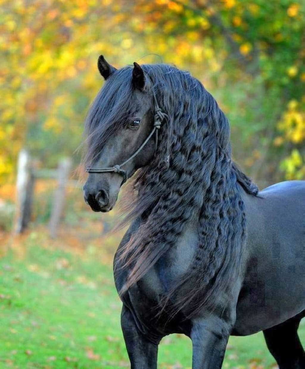 Фризская лошадь картинки