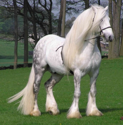 horse 158