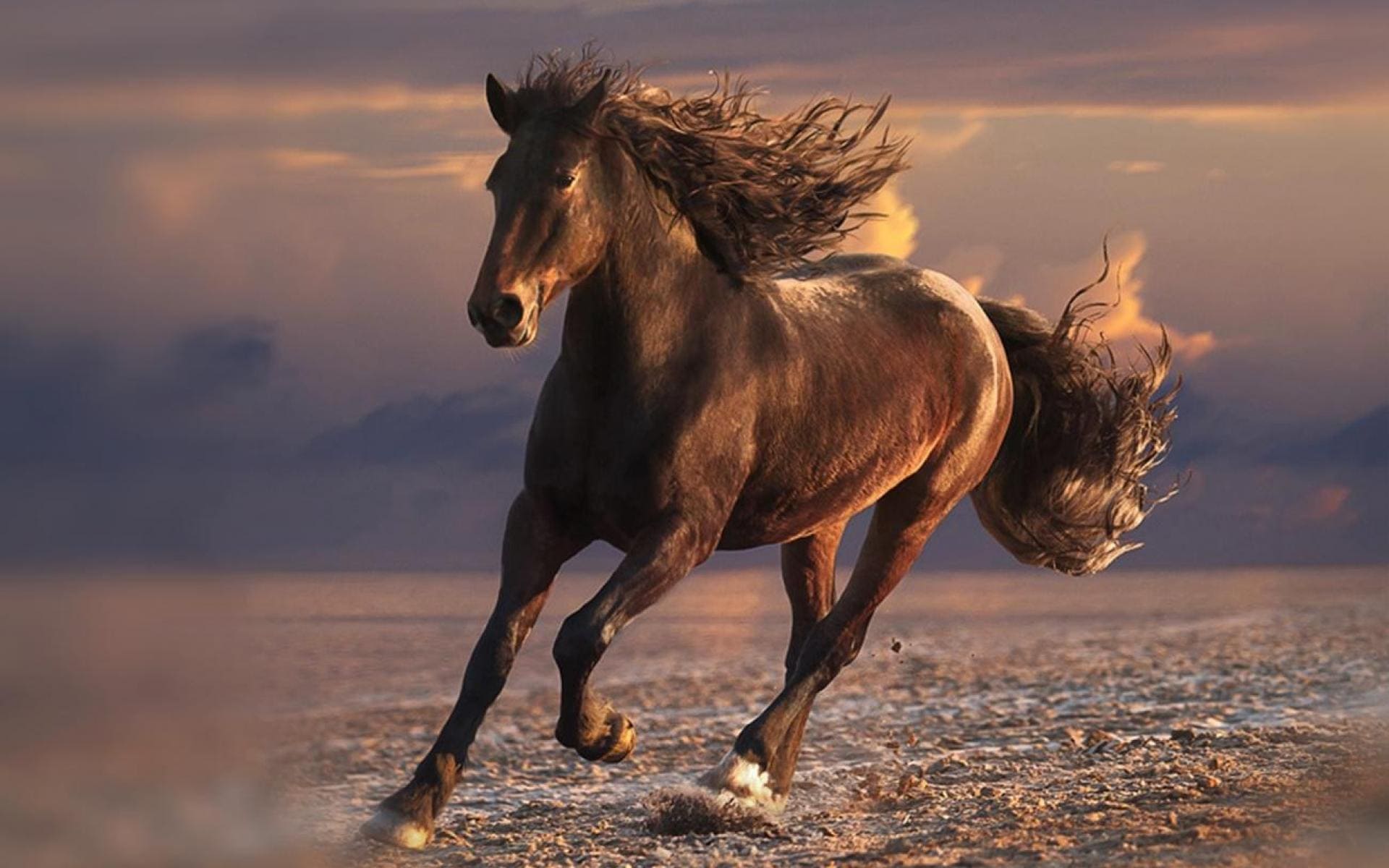 Фотографии красивых лошадей. 