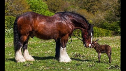 horse 160