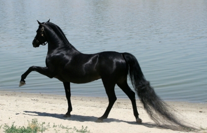 horse 22