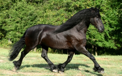 horse 31