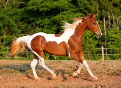 horse 38