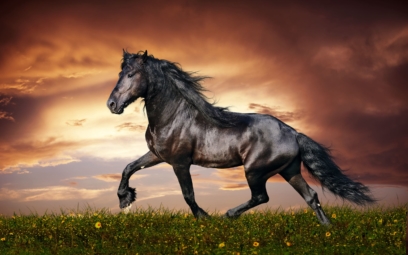Photos of Beautiful Horses. 160 High Quality Images for Free
