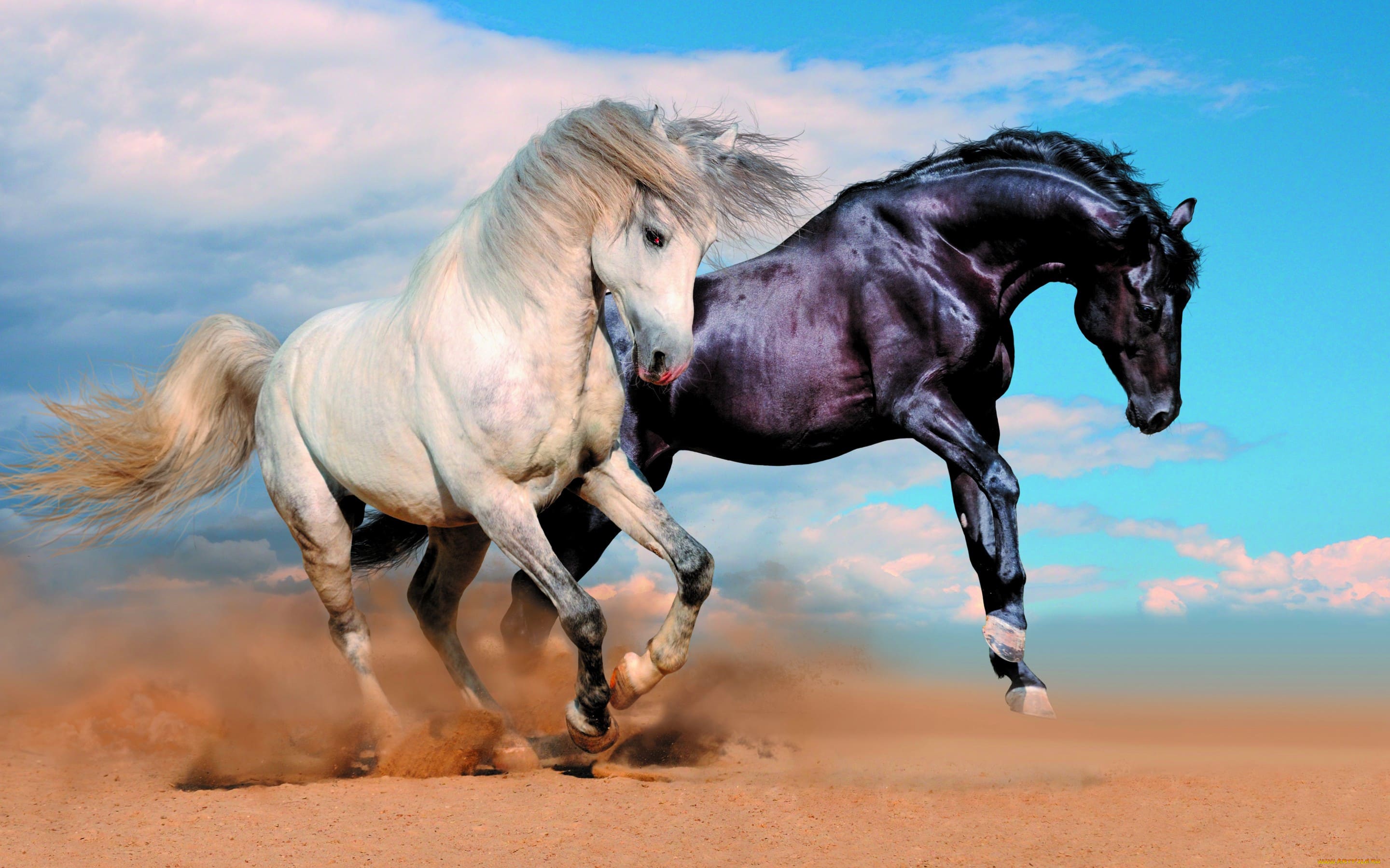 160 meilleures photos de chevaux 