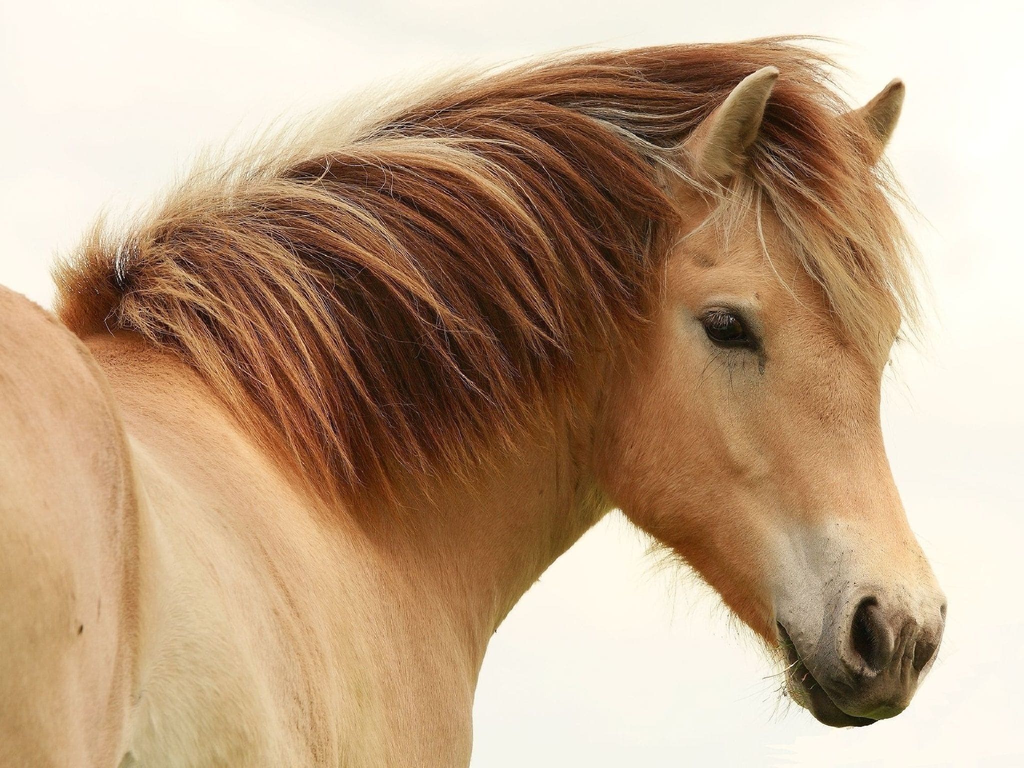 Horse hair. Лошади. Лошадь фото. Грива лошади. Картинки лошадей красивые.