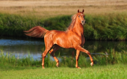 horse 53