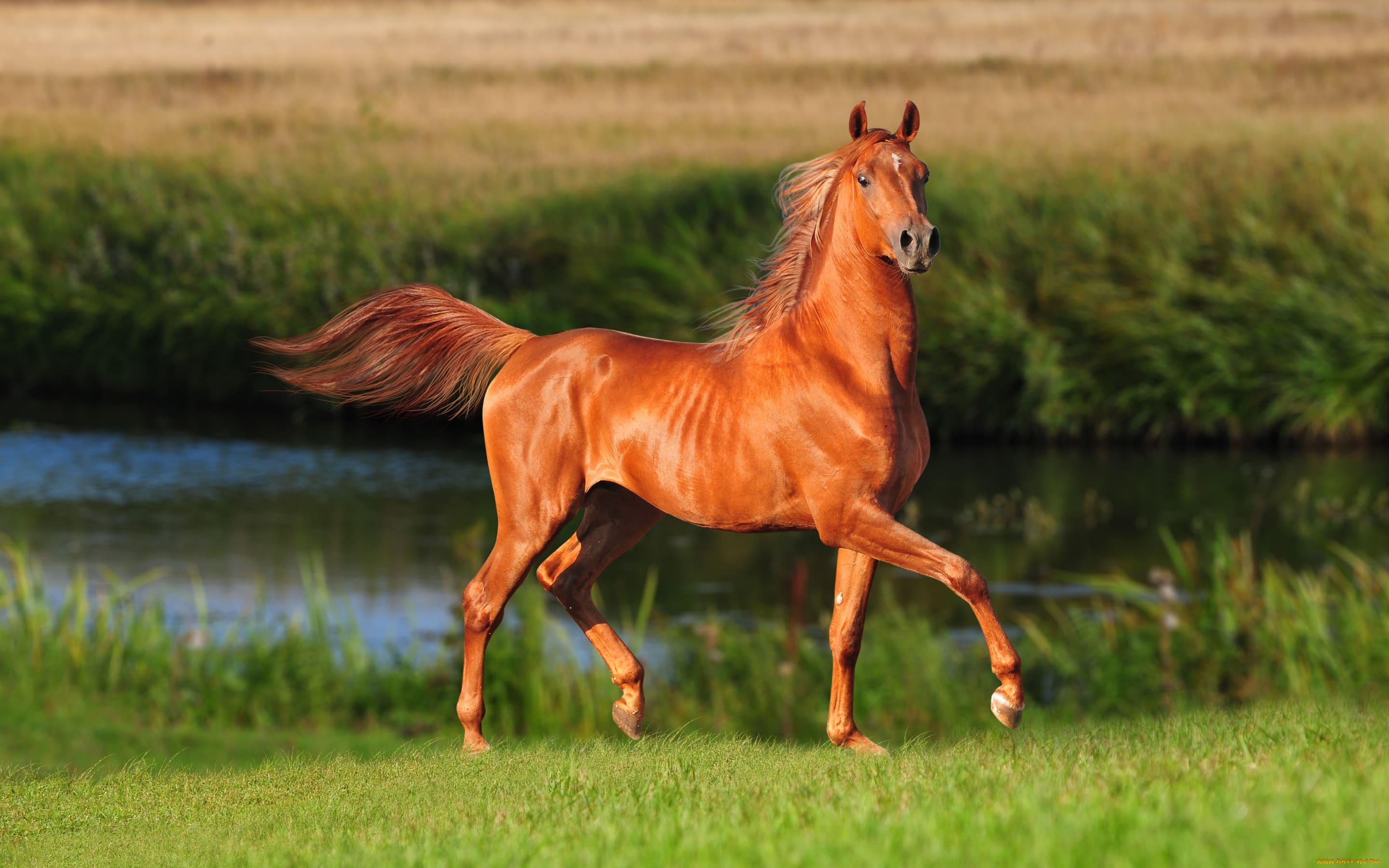 Horse Foto фото в формате jpeg, распечатайте фото или смотрите онлайн