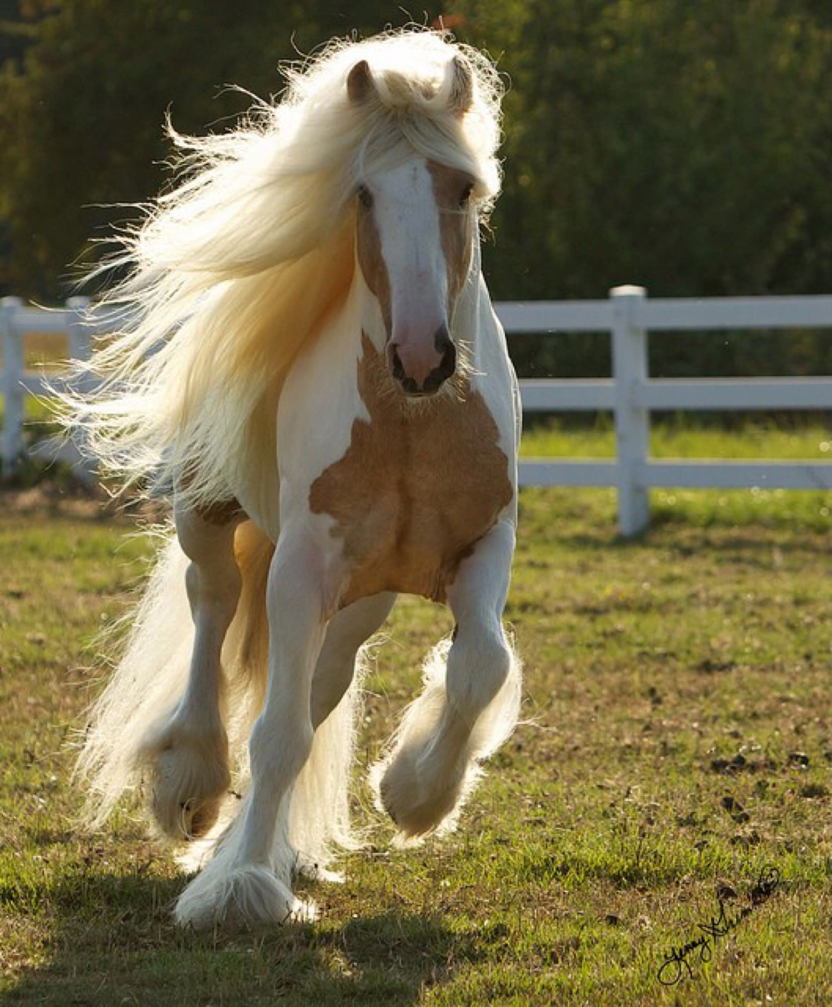 фото красивых лошадей мира