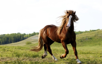 horse 61