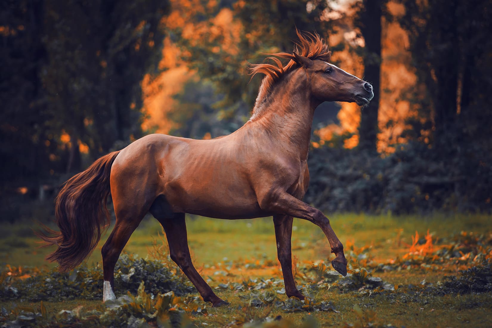 Картинки лучших лошадей. Гнедой Мустанг. Дикий гнедой Мустанг. Красивые лошади. Красивый конь.