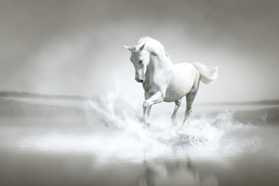 Фотографии красивых лошадей. 160 качественных картинок