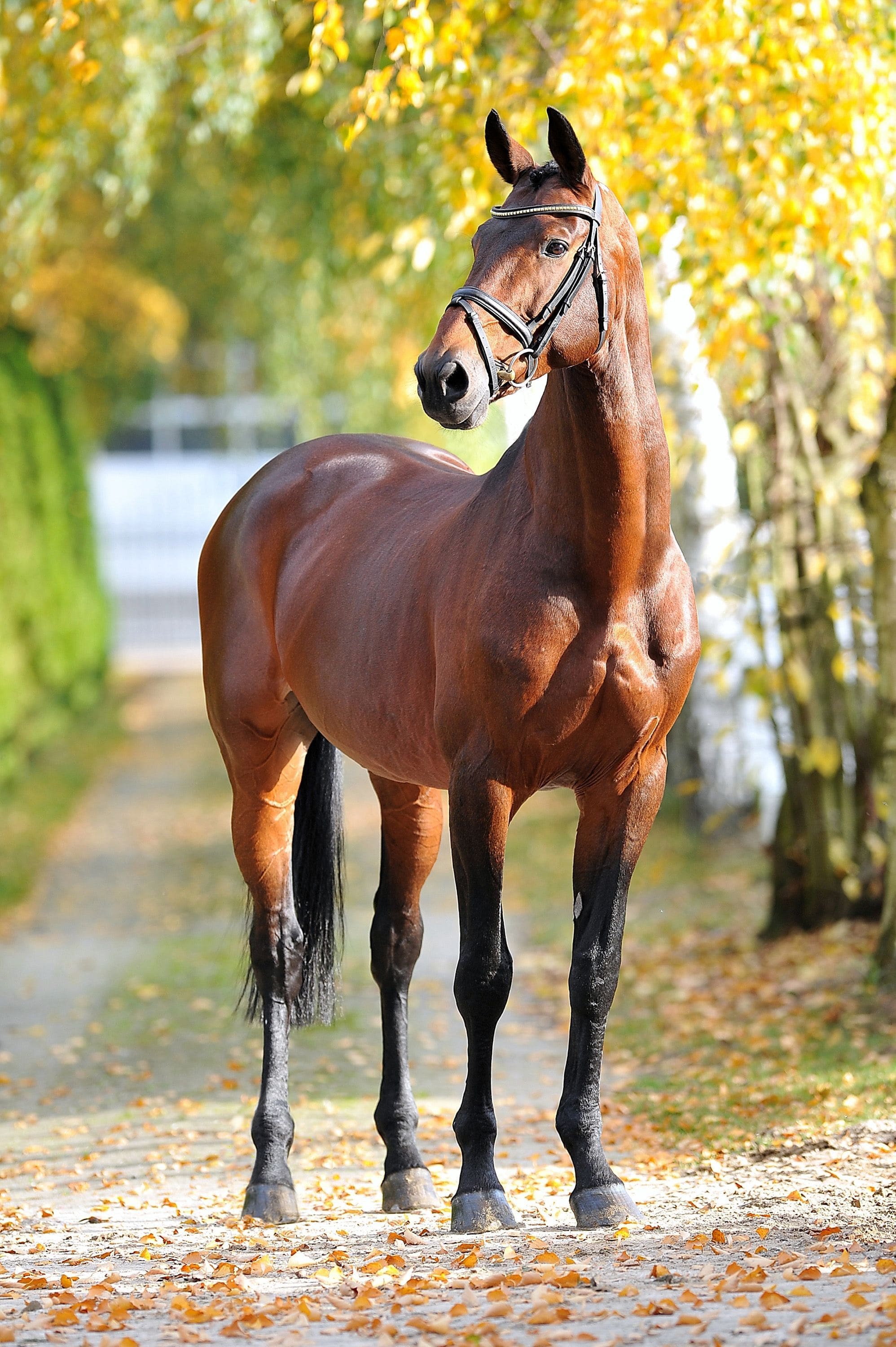 Fotos de hermosos caballos. 160 imágenes de alta calidad gratis