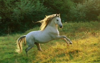 horse 84