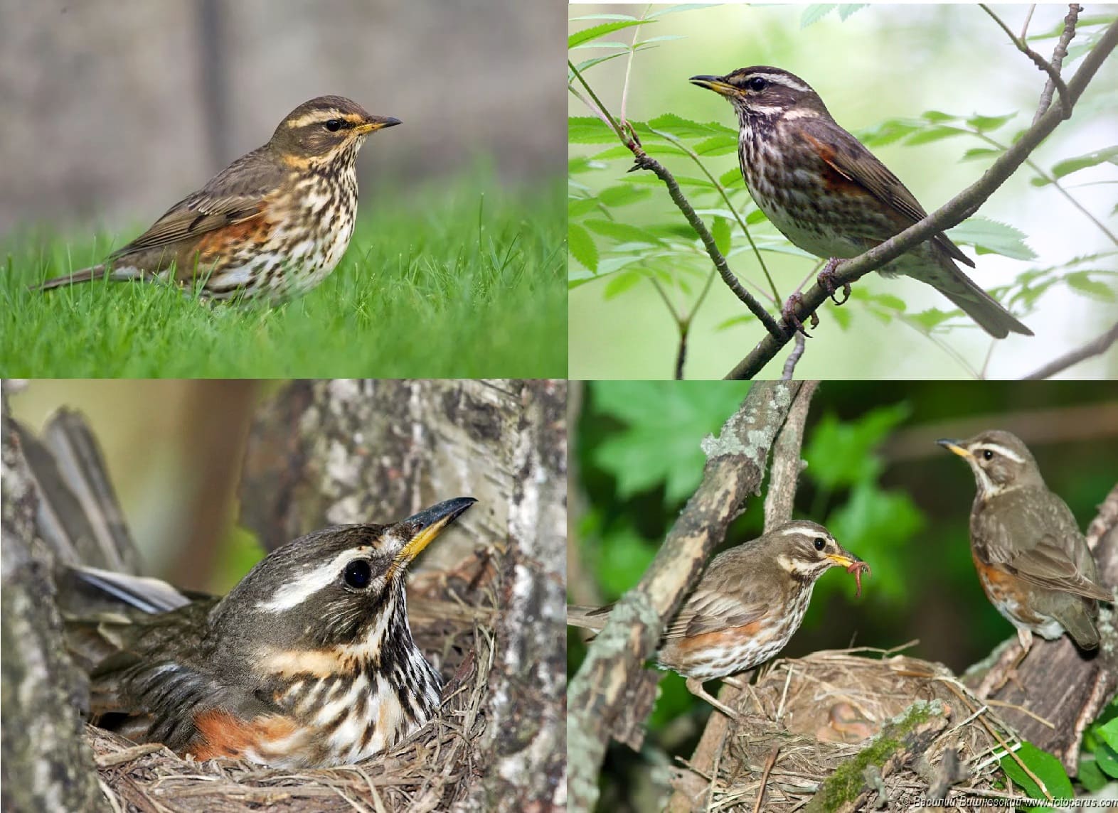 Fotos De Todas Las Aves Migratorias Con Descripciones Detalladas