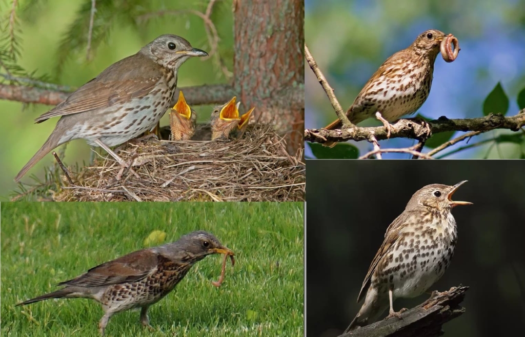 Fotos de todas as aves migratórias com descrições detalhadas