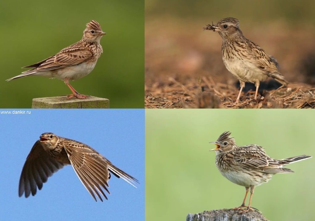 Foto di tutti gli uccelli migratori con descrizioni dettagliate
