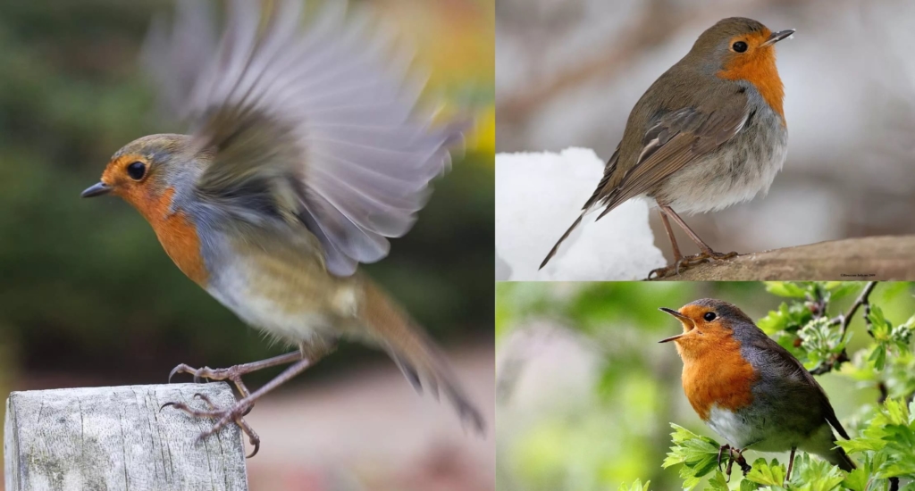 Foto di tutti gli uccelli migratori con descrizioni dettagliate