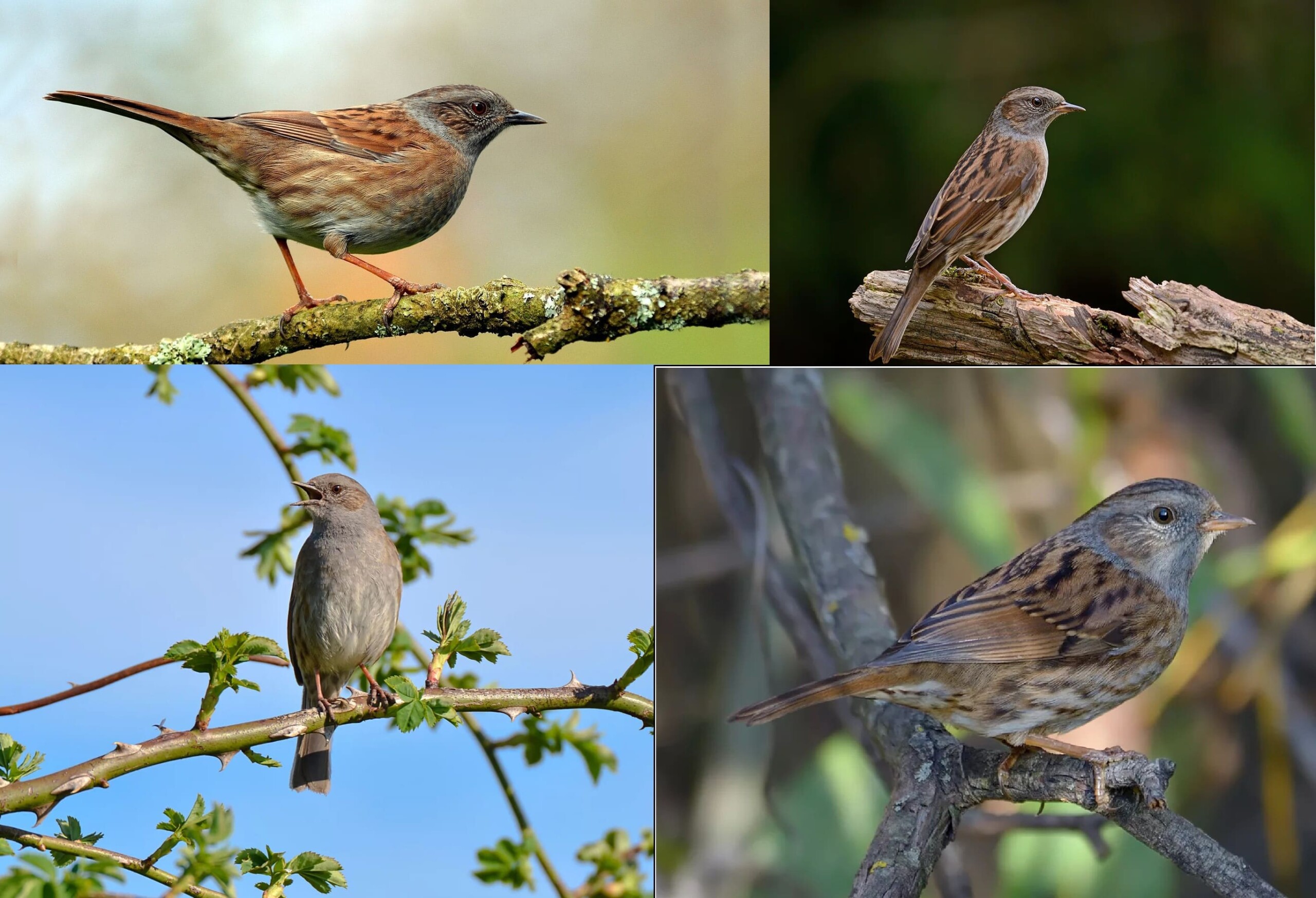 Photos de tous les oiseaux migrateurs avec descriptions détaillées