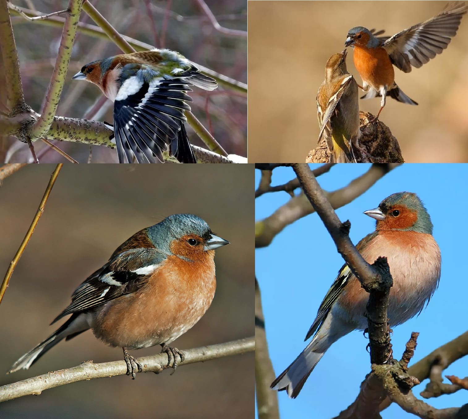 Photos de tous les oiseaux migrateurs avec descriptions détaillées