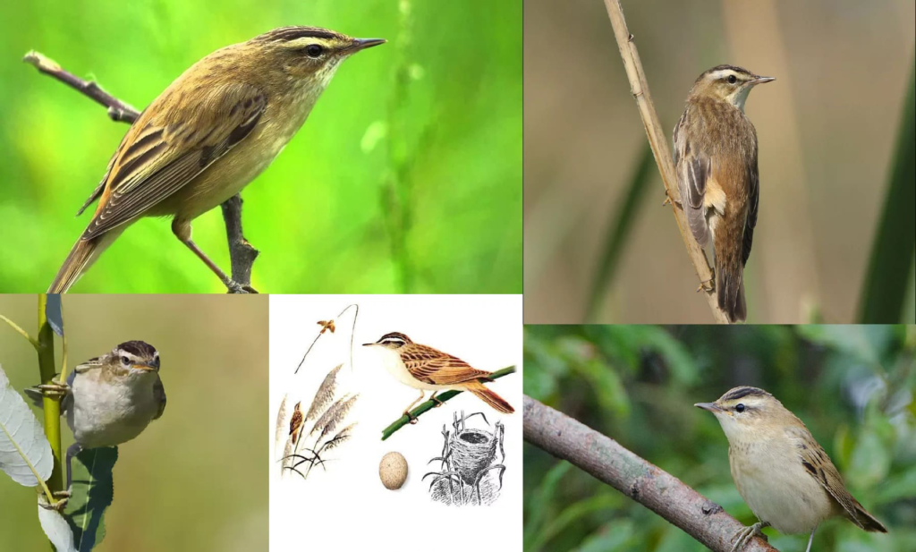 Zdjęcia wszystkich ptaków wędrownych ze szczegółowymi opisami