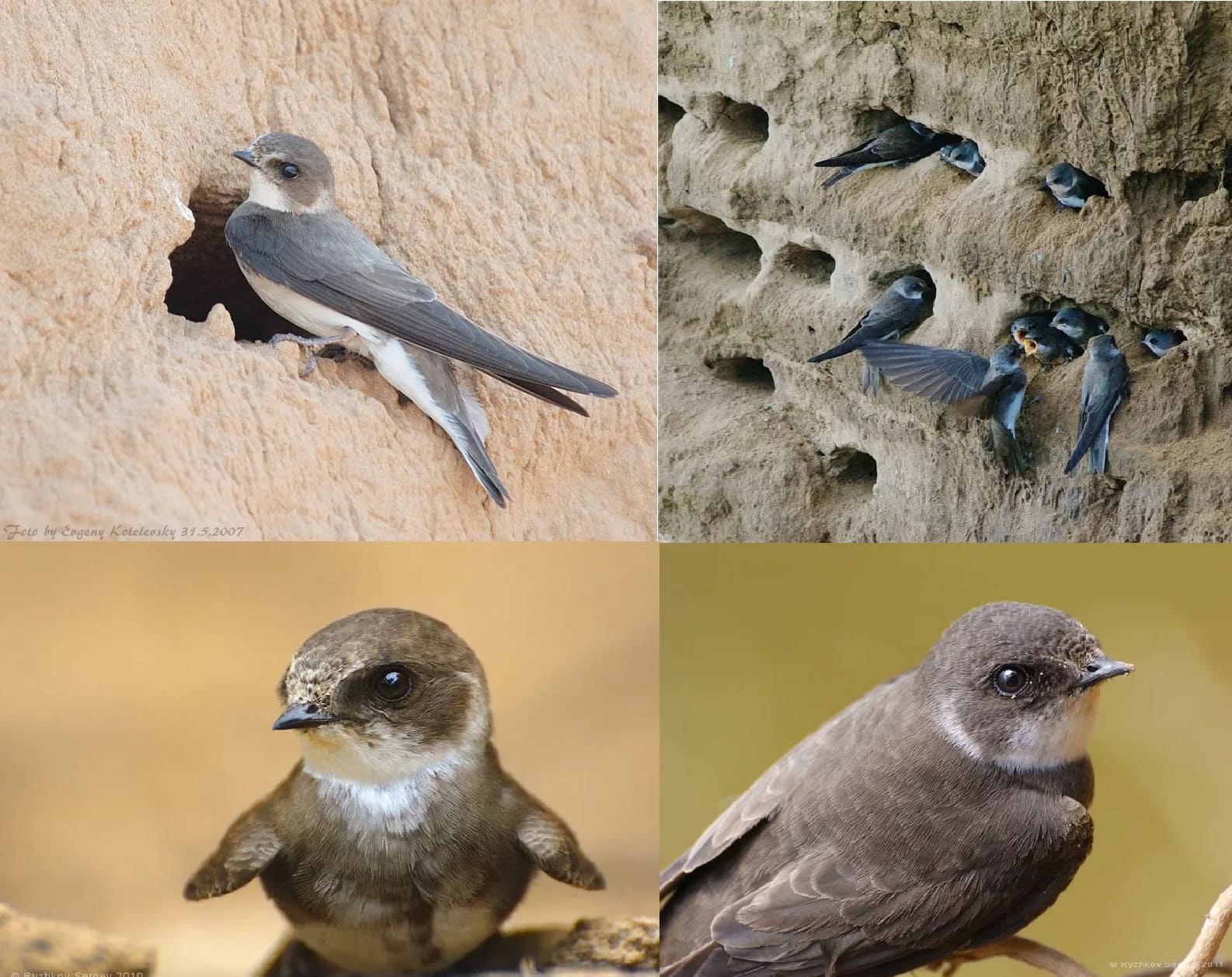 Fotos De Todas Las Aves Migratorias Con Descripciones Detalladas