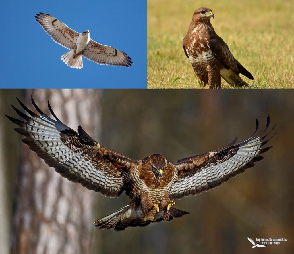 Fotos de todas as aves migratórias com descrições detalhadas