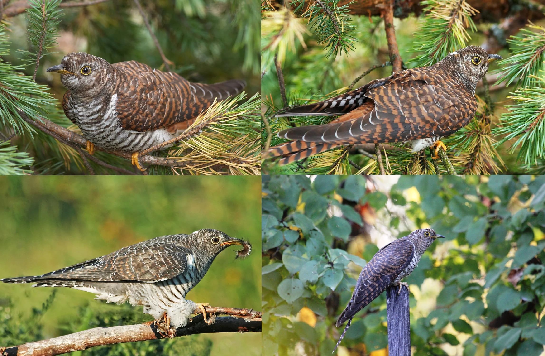 Photos de tous les oiseaux migrateurs avec descriptions détaillées