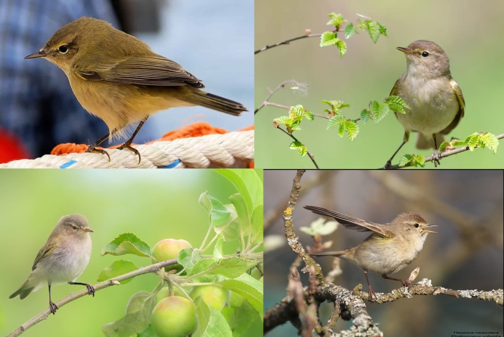 Photos de tous les oiseaux migrateurs avec descriptions détaillées