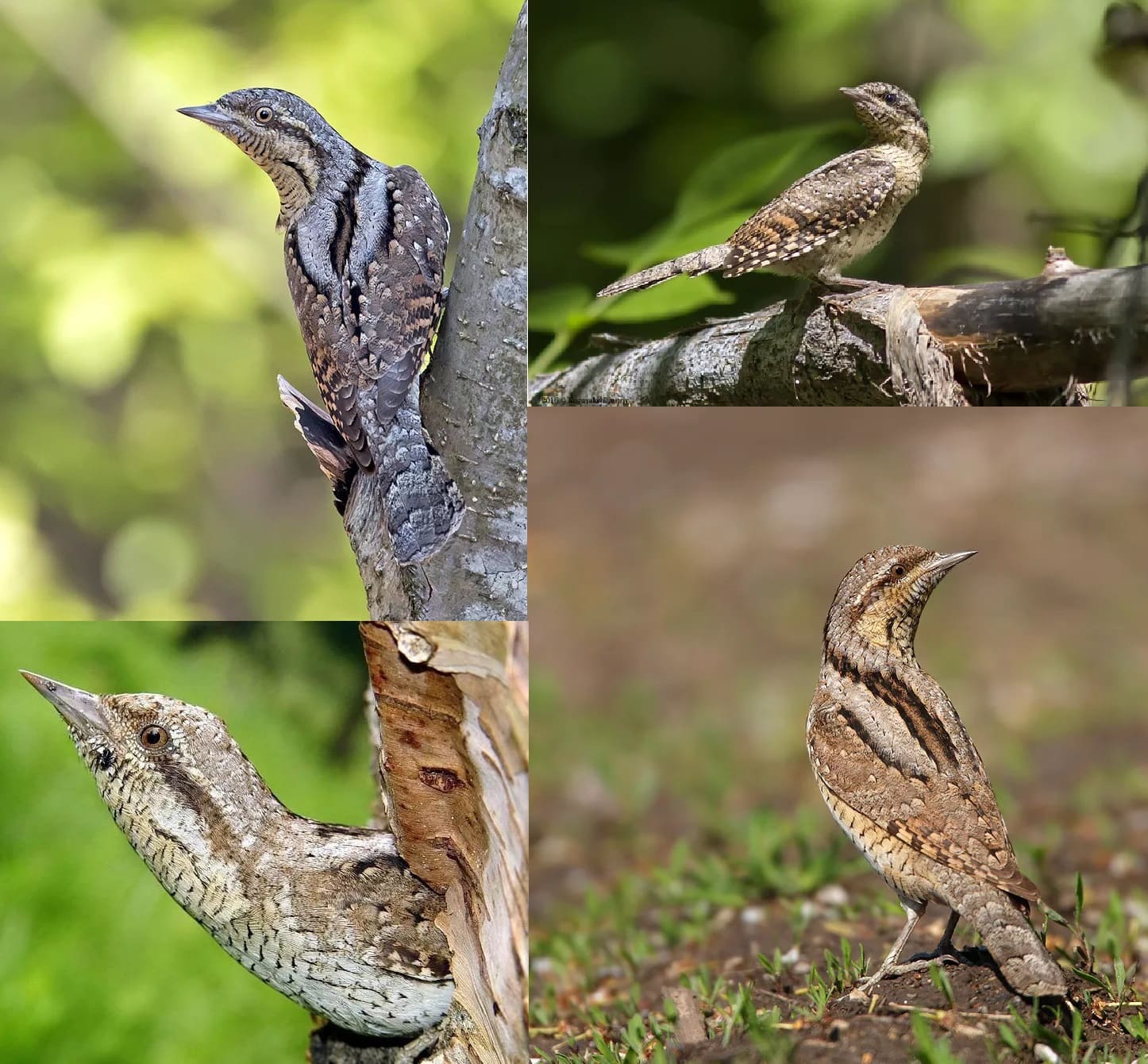 Fotos aller Zugvögel mit detaillierten Beschreibungen