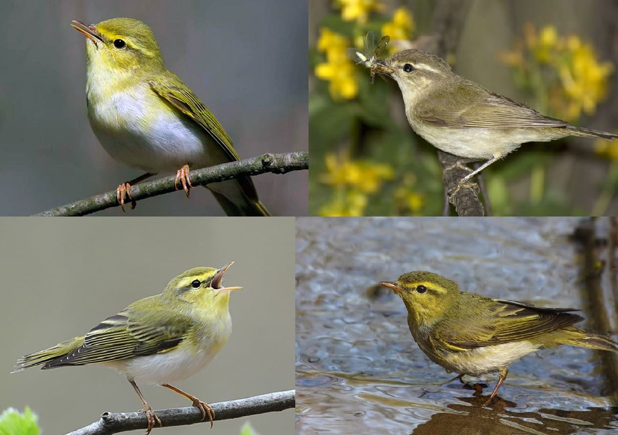 Fotos aller Zugvögel mit detaillierten Beschreibungen