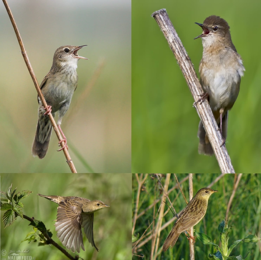 Fotografie všech stěhovavých ptáků s podrobným popisem