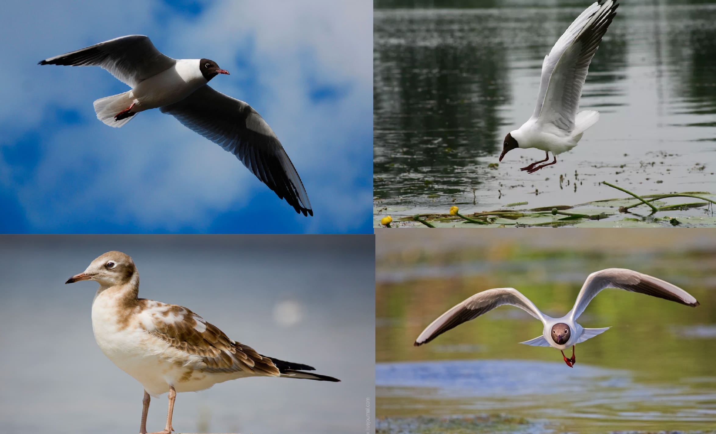 Photos de tous les oiseaux migrateurs avec descriptions détaillées