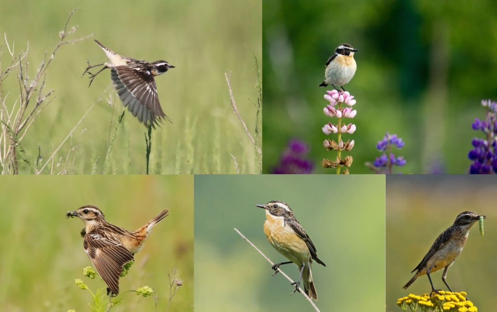 Fotos de todas las aves migratorias con descripciones detalladas