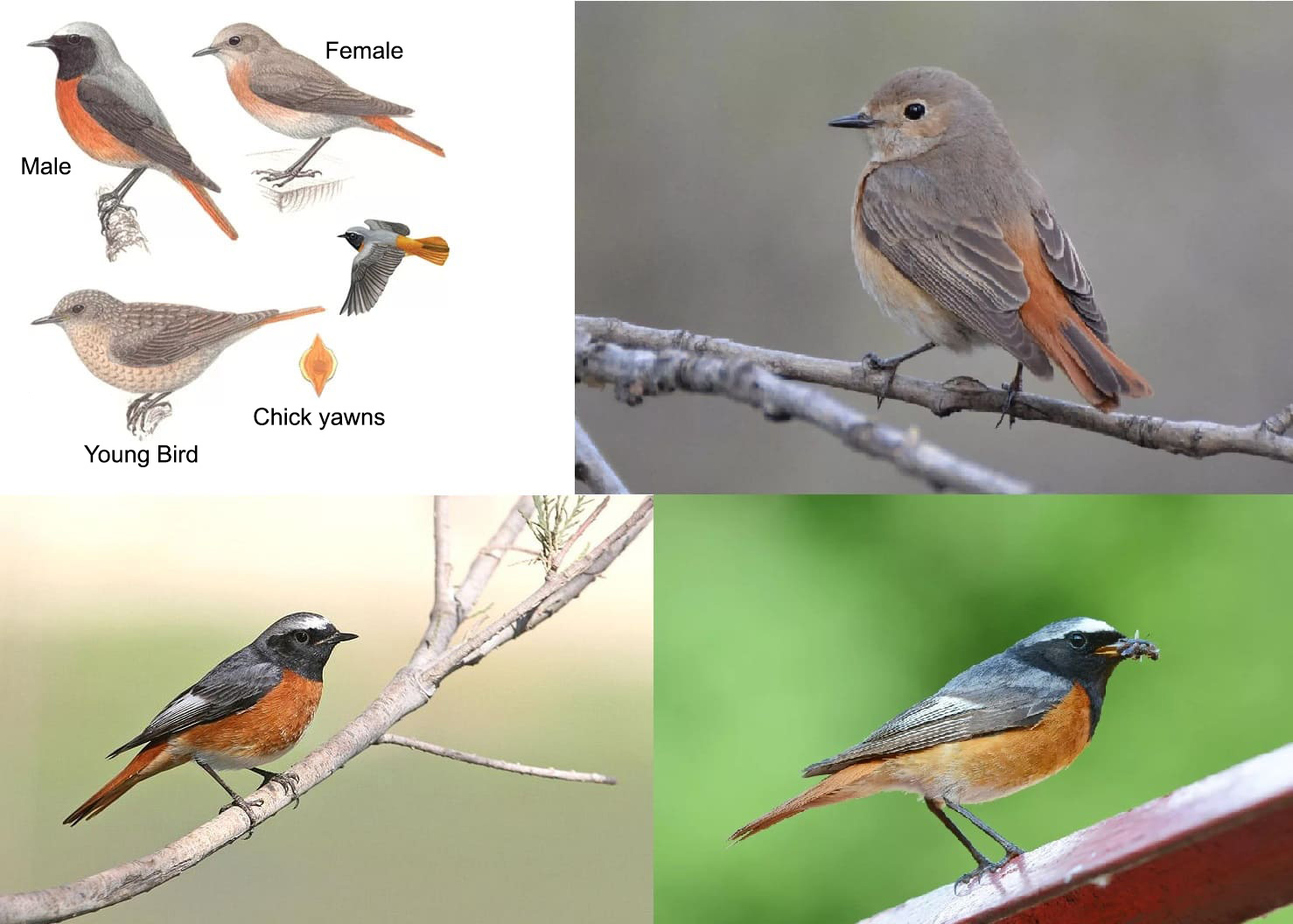 Photos of All Migratory Birds With Detailed Descriptions