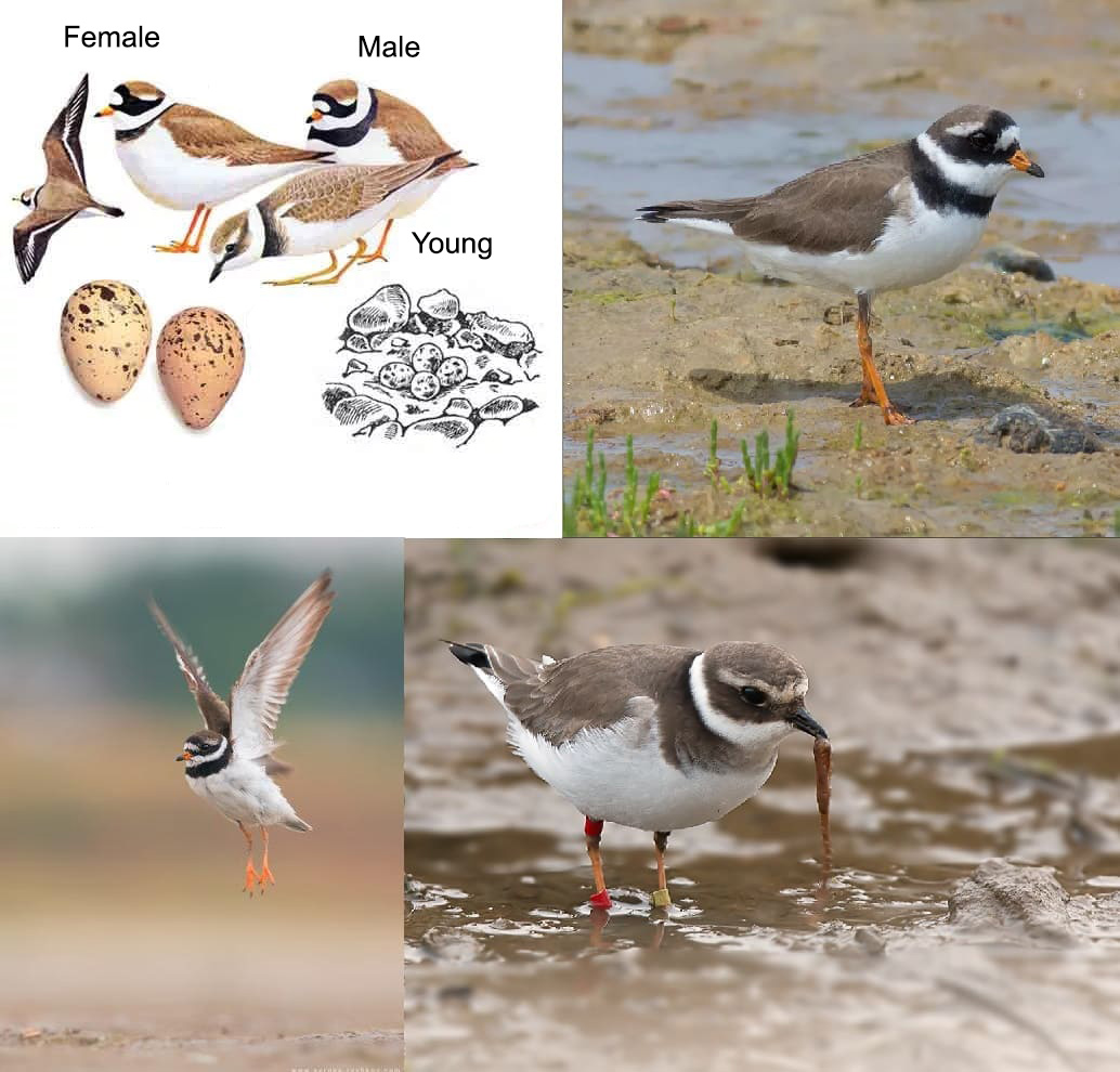 Photos of All Migratory Birds With Detailed Descriptions