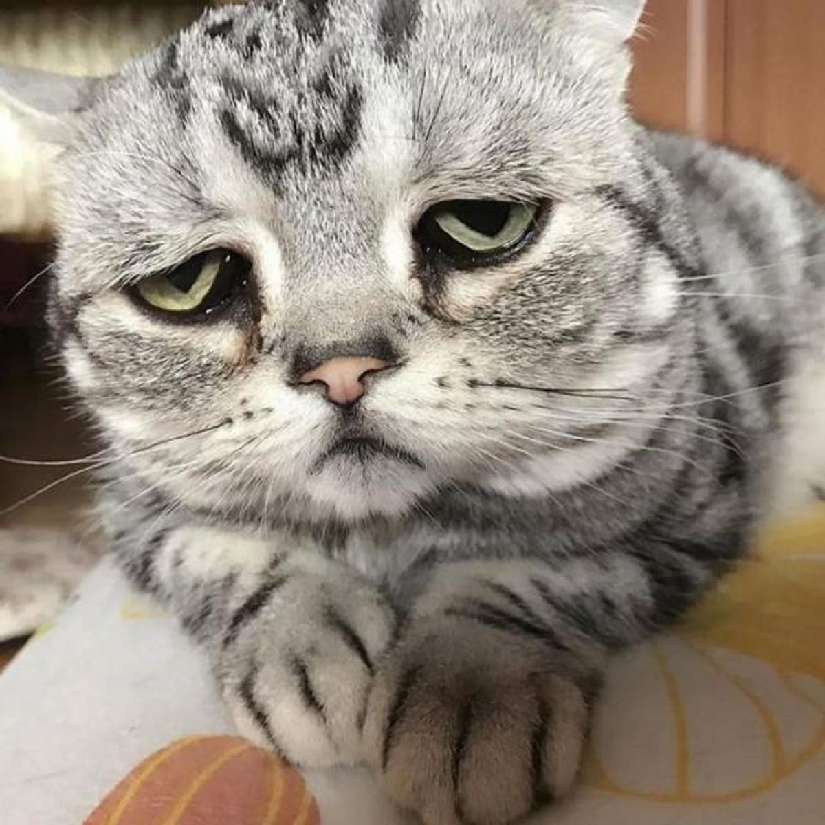 Грустный котик фото на аву