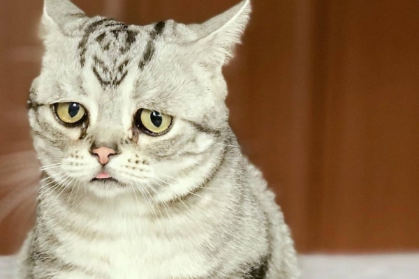 Zdjęcia smutnych kotów. Cliparty, obrazy kotów w smutku