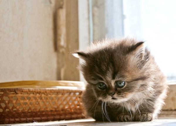 Картинки грустных котов. Фото, клипарты, изображения котов в печали