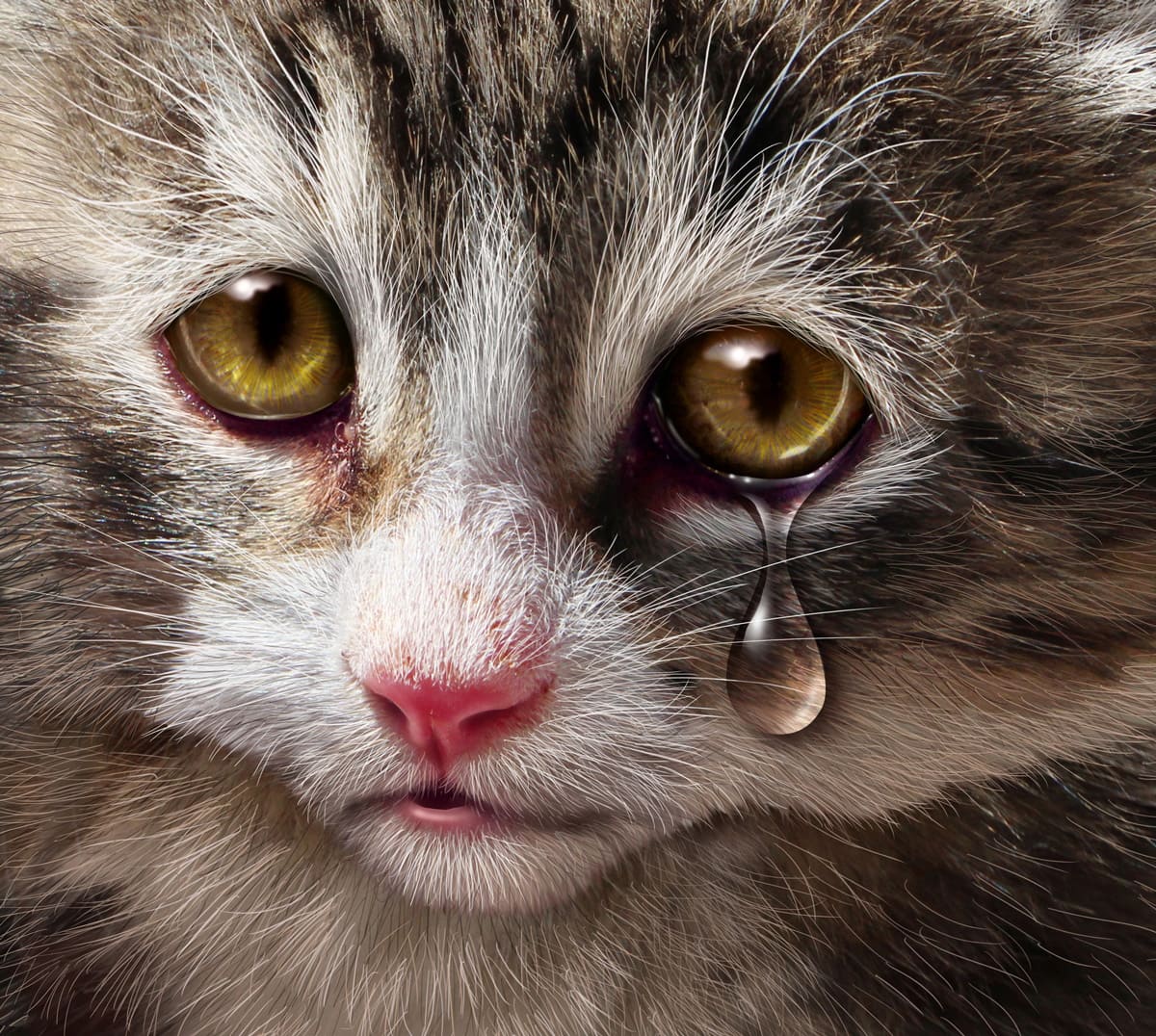 pictures-of-sad-cats-photos-cliparts-images-of-cats-in-sadness