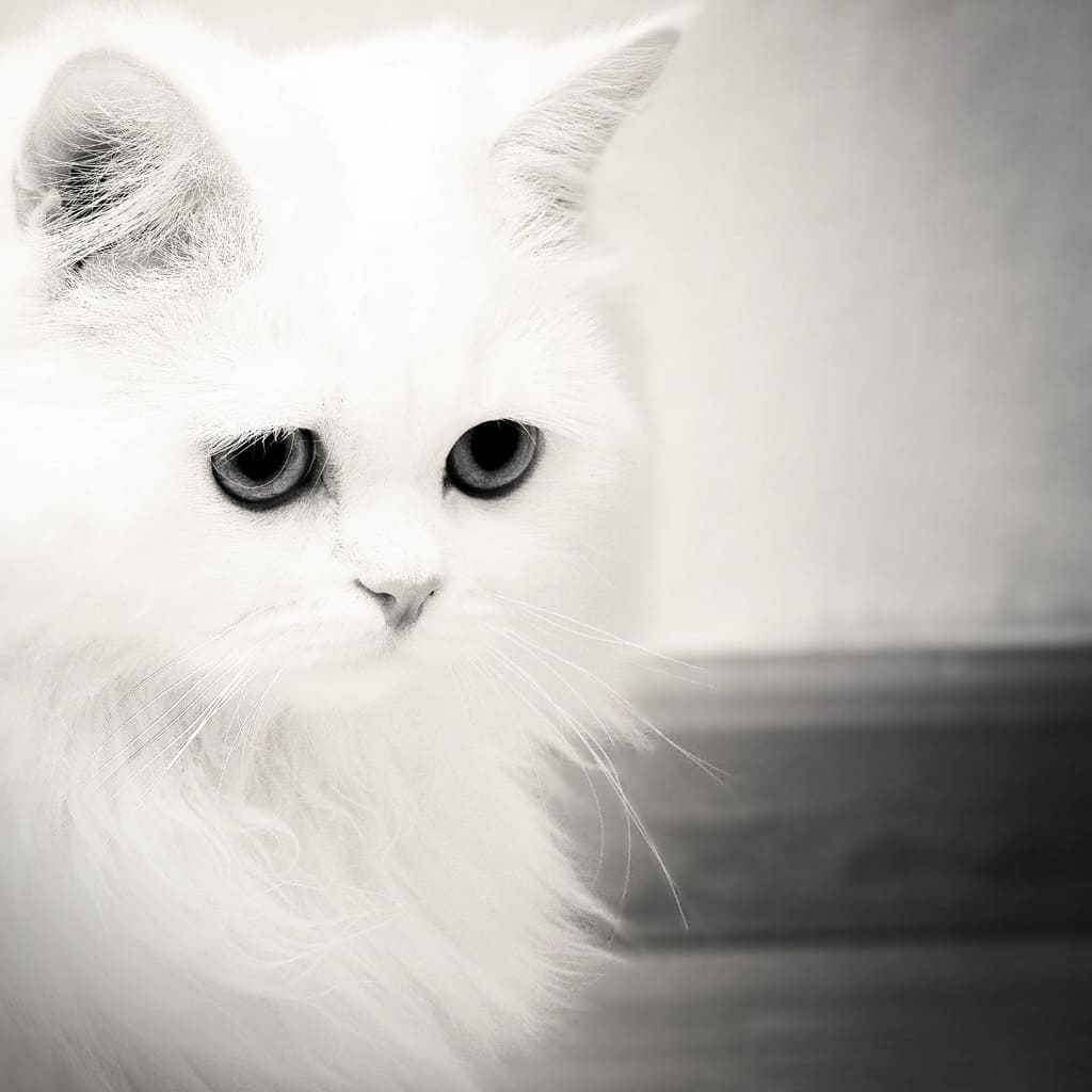 Белый av. Кошка белая. Белый котенок. Белая аватарка. Грустная белая кошка.