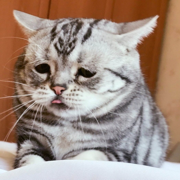 Картинки грустных котов. Фото, клипарты, изображения котов в печали