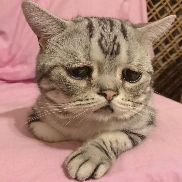 Pictures of Sad Cats. Photos, Cliparts, Images of Cats in Sadness