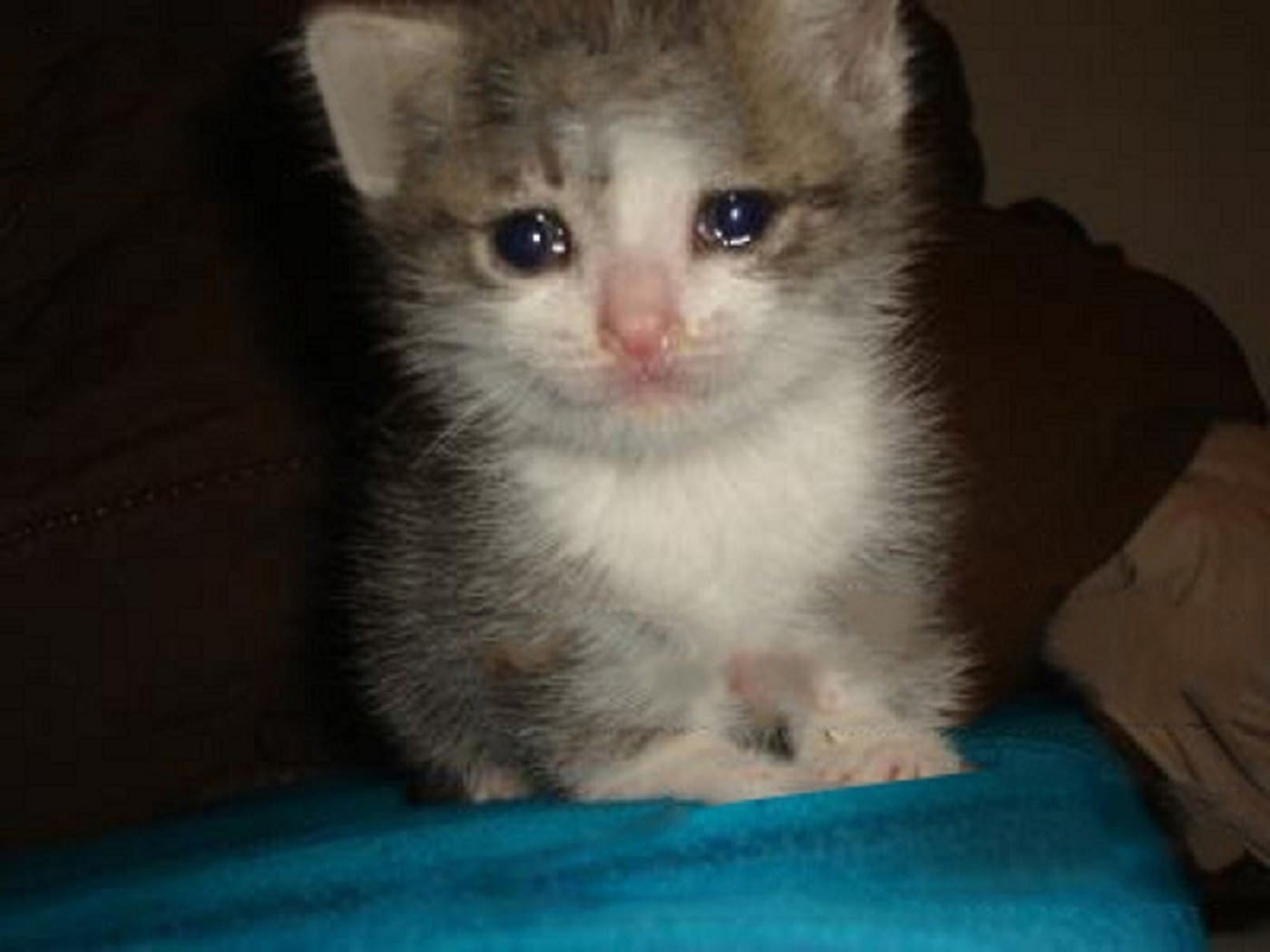 The best images of sad cats.
