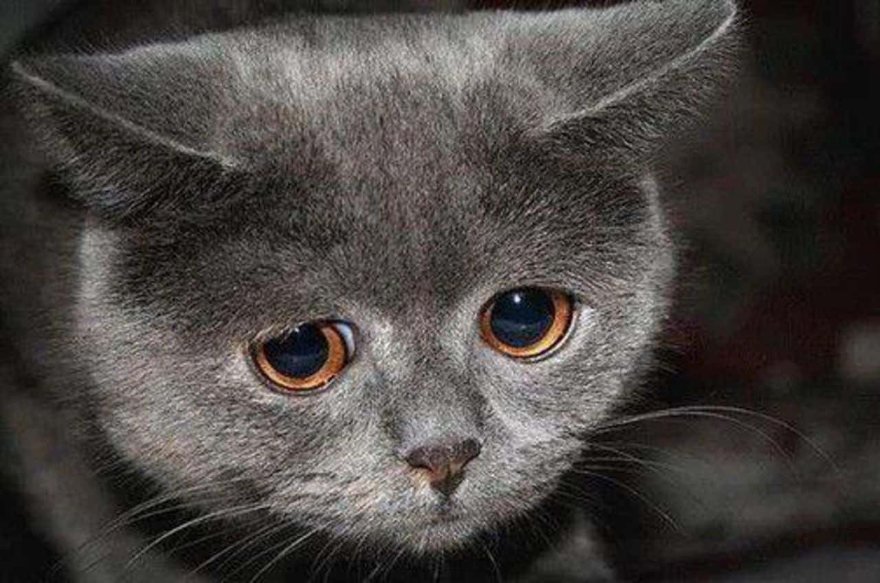 Photos, Cliparts, Images of Cats in Sadness.